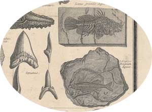 Agassiz fish 2